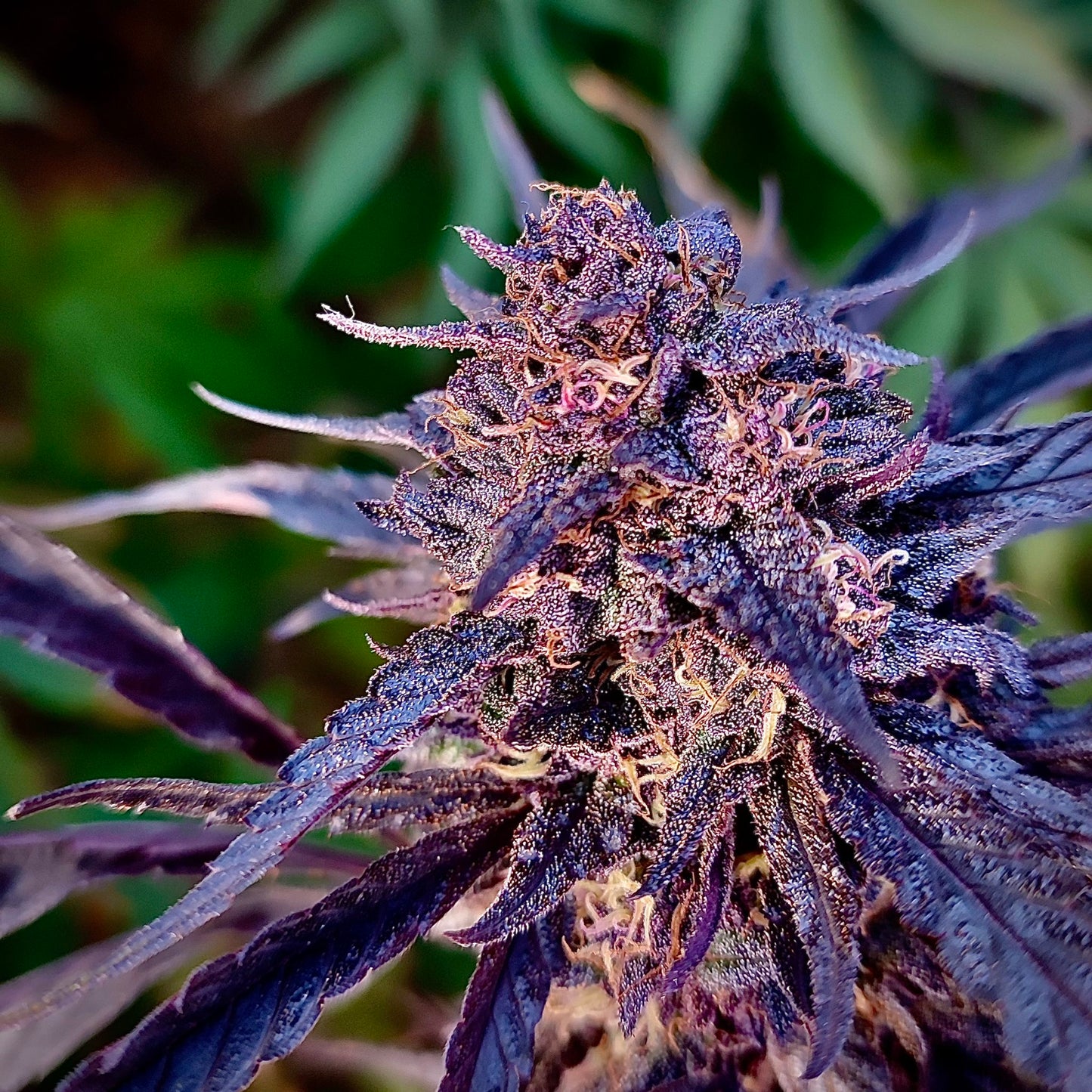 Blueberry