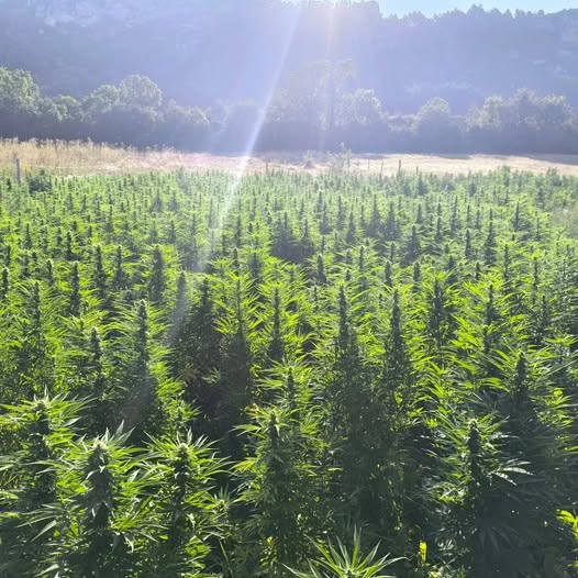 Saint CBD : Découvrez nos Fleurs CBD du Vercors (France)