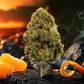 Tangie Gas