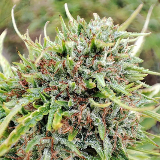 TROPICAL HAZE
