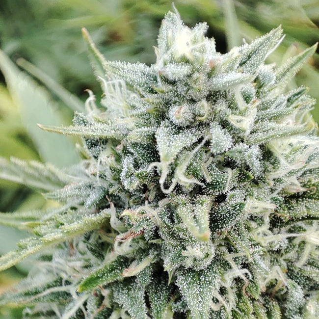 White CBG